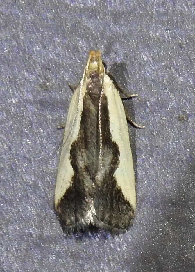 Image of Indented Dichomeris Moth