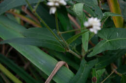 Image of Persicaria stelligera (Cham.) Galasso