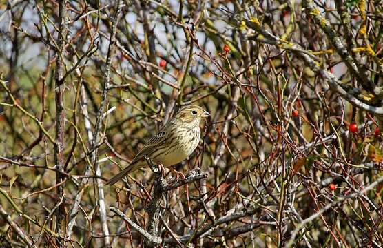 Image of Corn Bunting