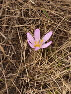 Image of Colchicum bulbocodium subsp. versicolor (Ker Gawl.) K. Perss.