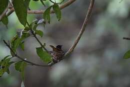 Image of Bates's Paradise Flycatcher