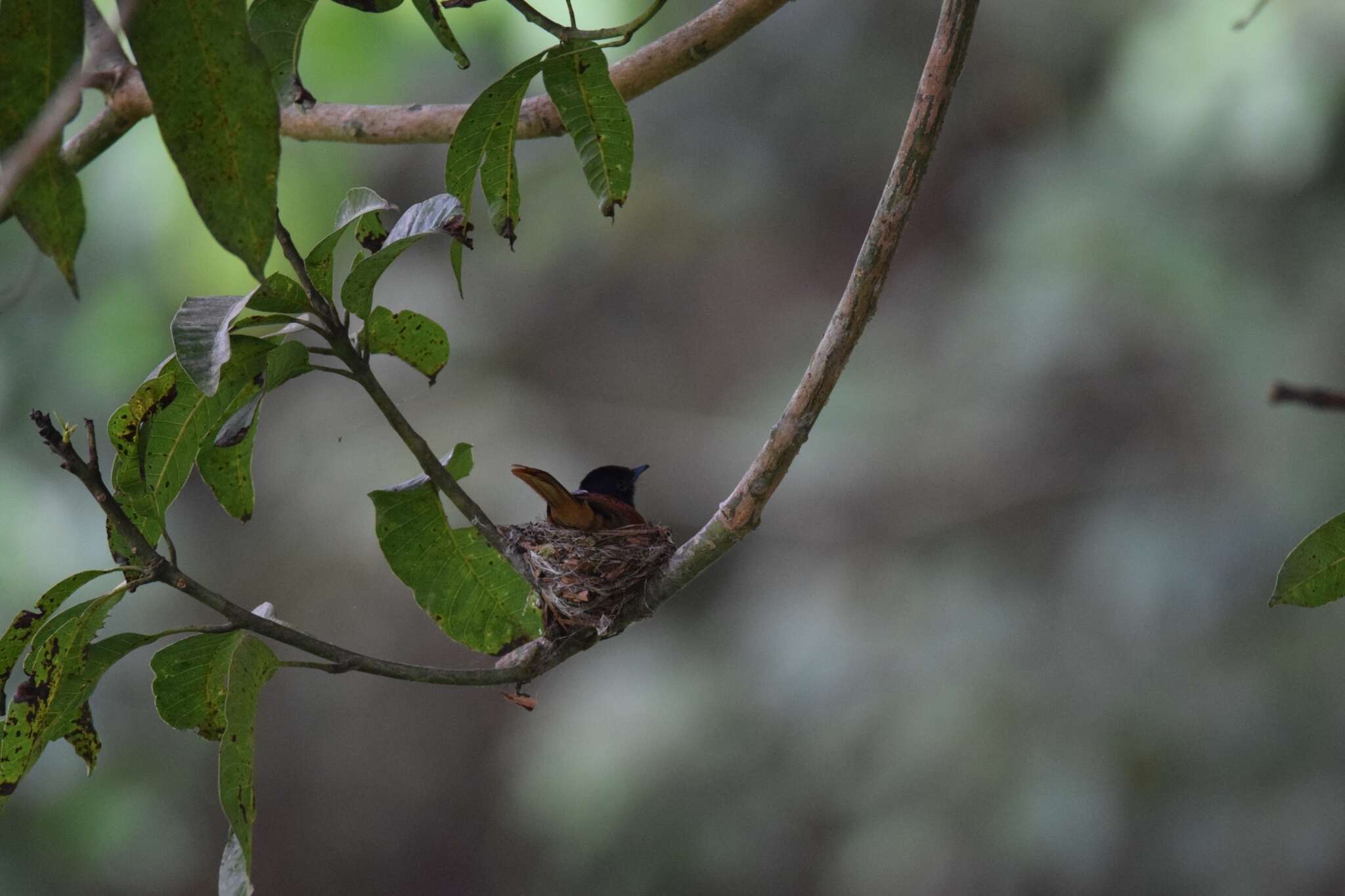 Image of Bates's Paradise Flycatcher