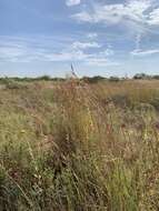 Image of sand bluestem