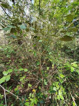 Solanum crotonoides Lam.的圖片