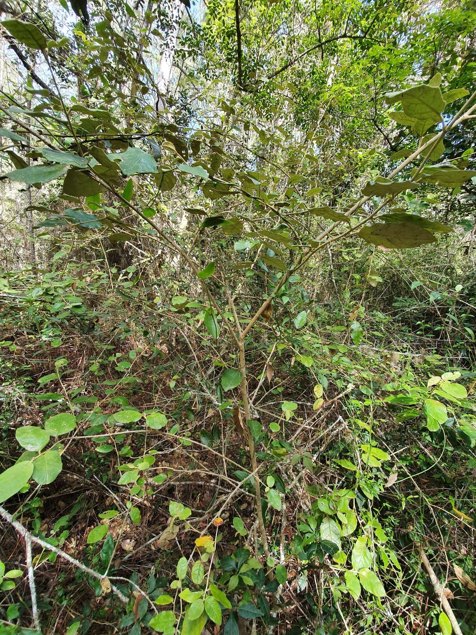 Слика од Solanum crotonoides Lam.