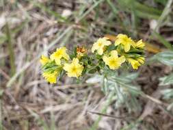 Image of Pineland Heliotrope