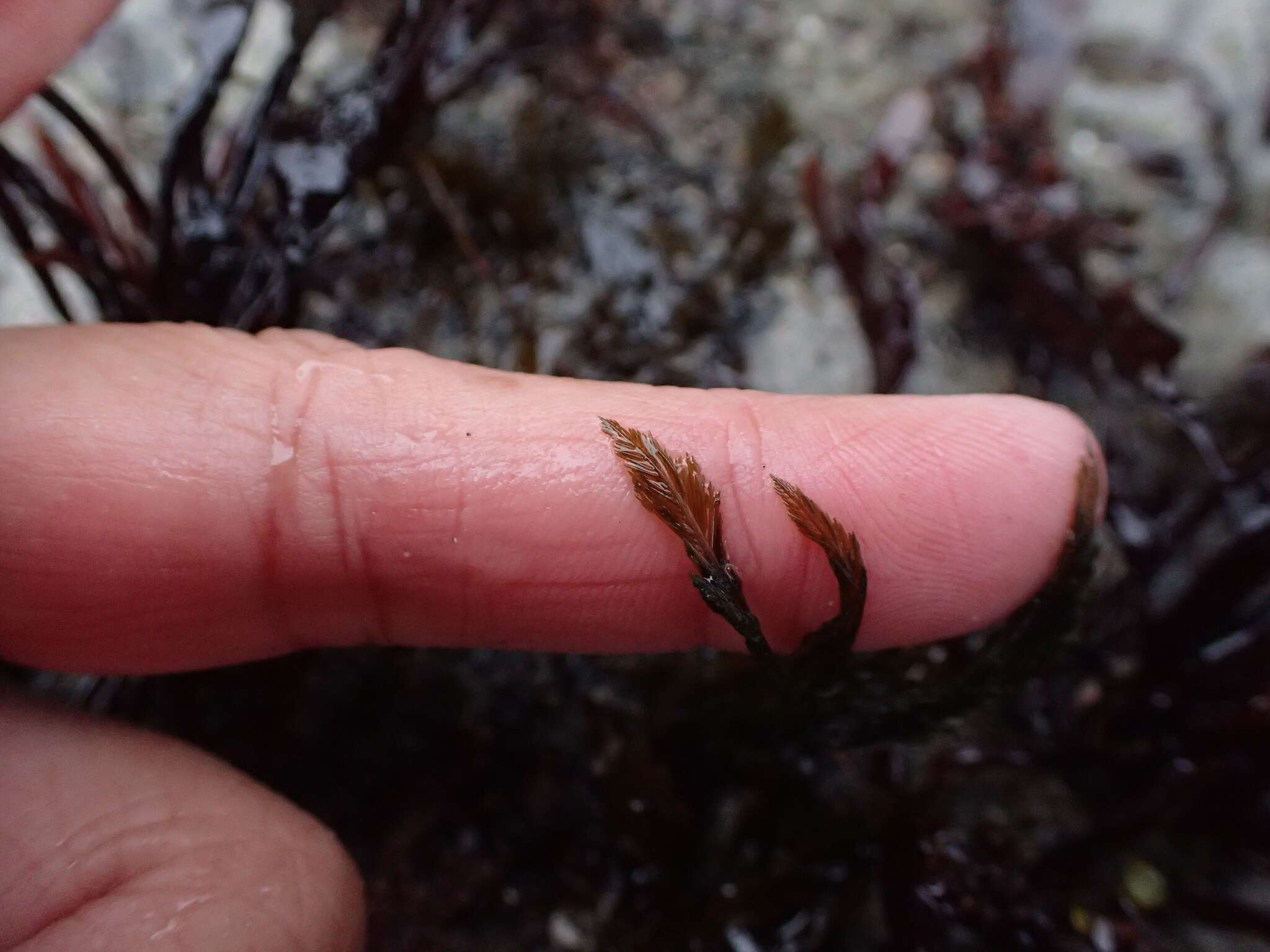 Image of Bryopsis corticulans