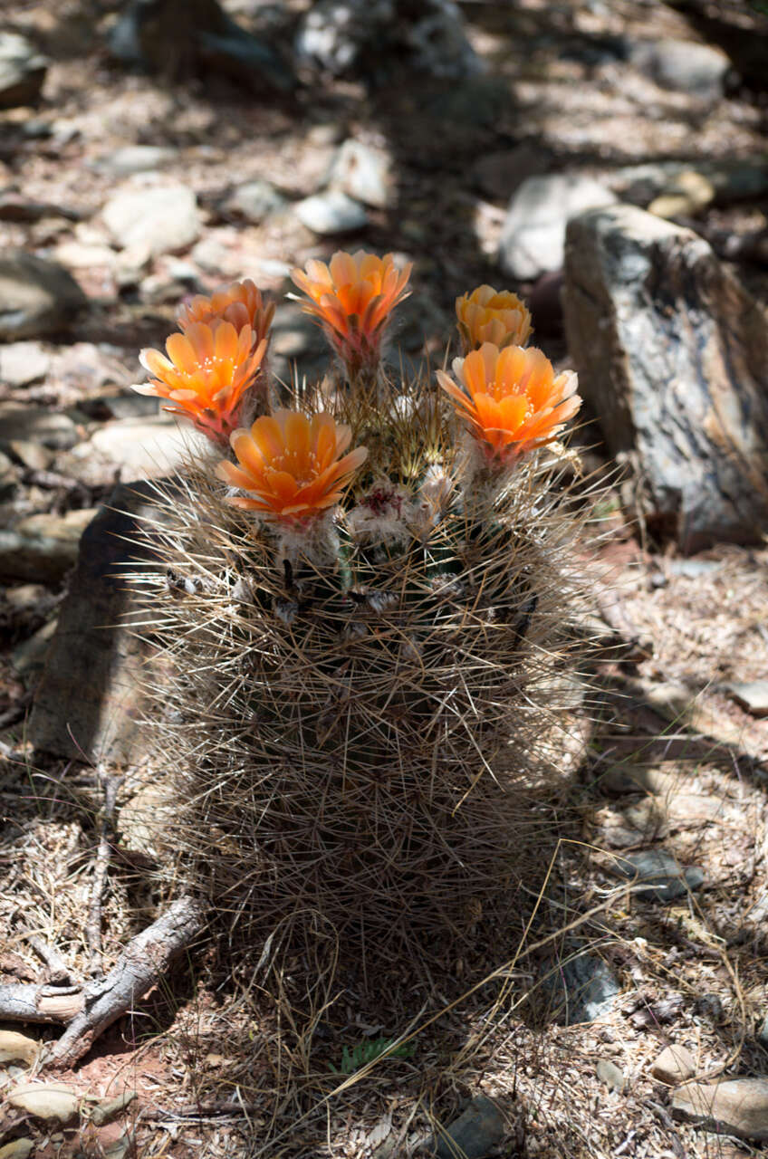 Image of Echinopsis lateritia Gürke