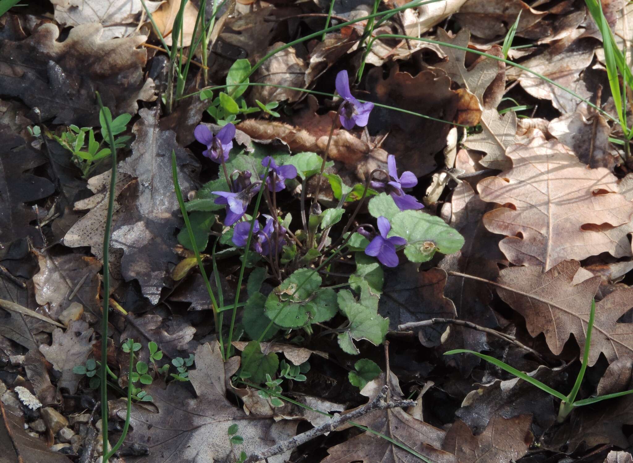 Image of Viola alba subsp. dehnhardtii (Ten.) W. Becker