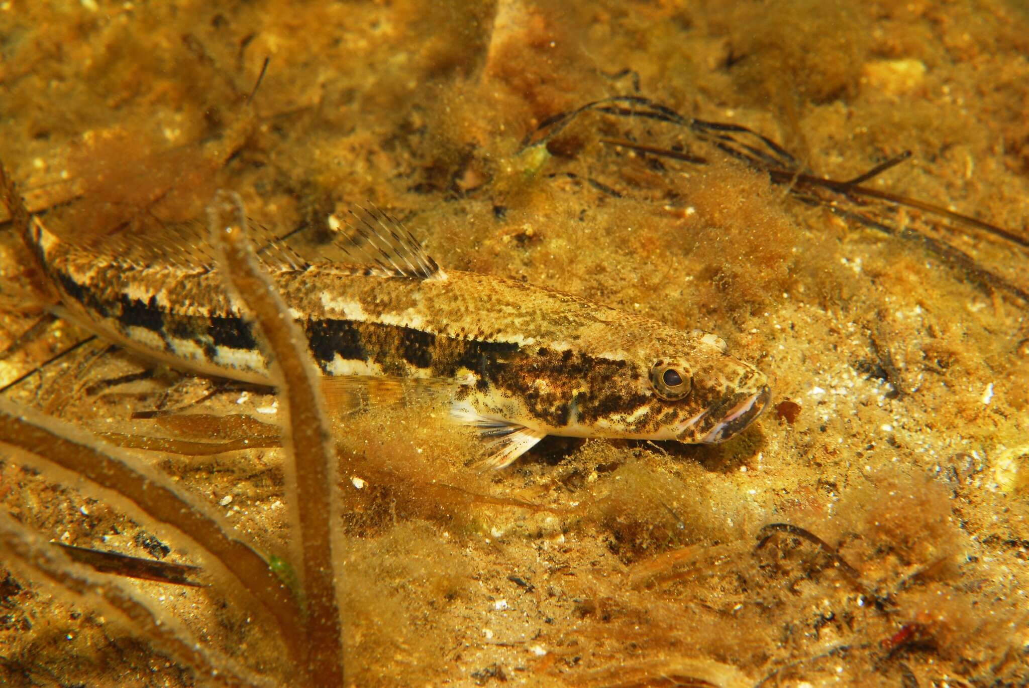 Image de Pseudaphritidae