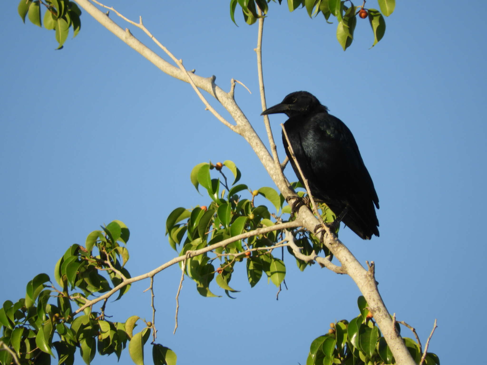 Imagem de Corvus sinaloae Davis & LI 1958