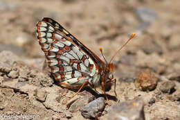 Euphydryas anicia wheeleri (Hy. Edwards 1881)的圖片