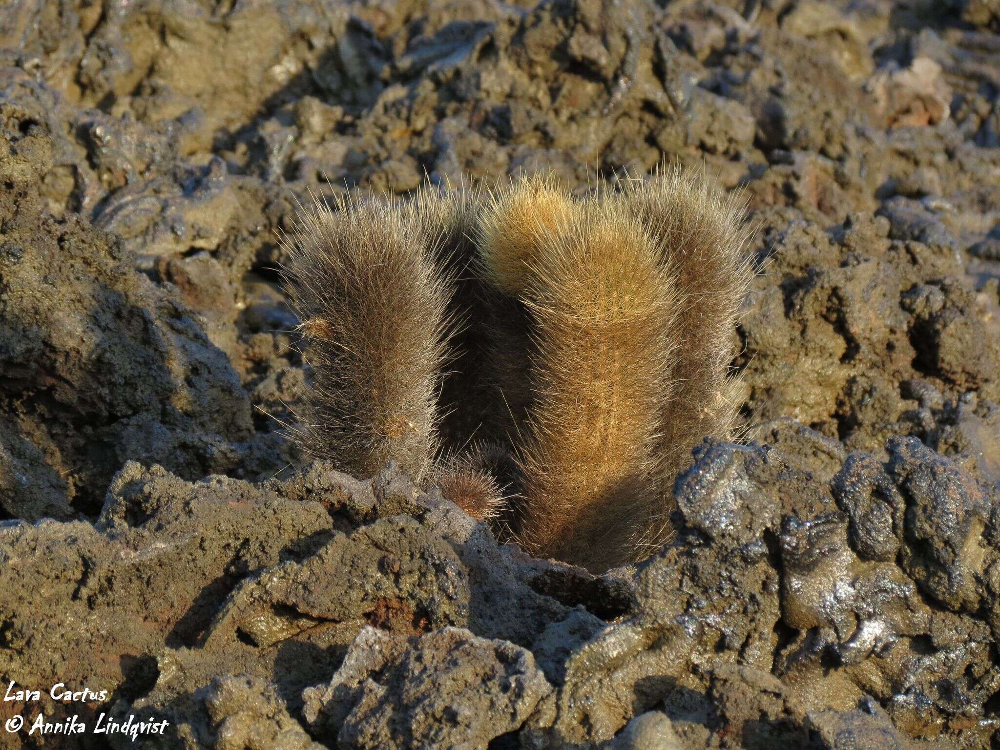 Image of Brachycereus