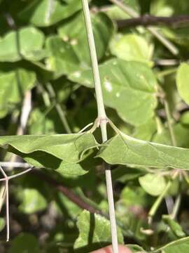 Imagem de Commicarpus brandegei (Standl.) Standl.