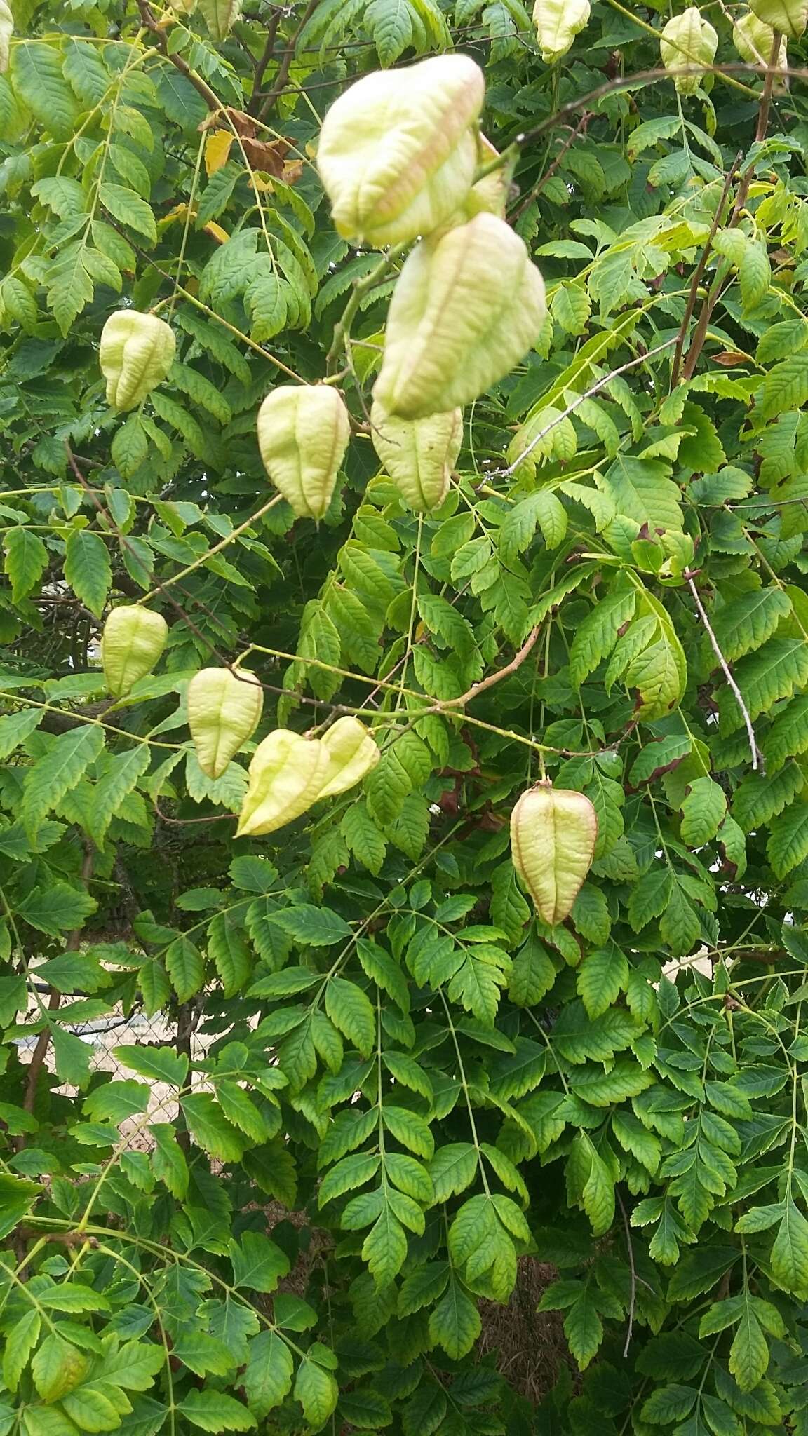 Image of Golden-rain tree