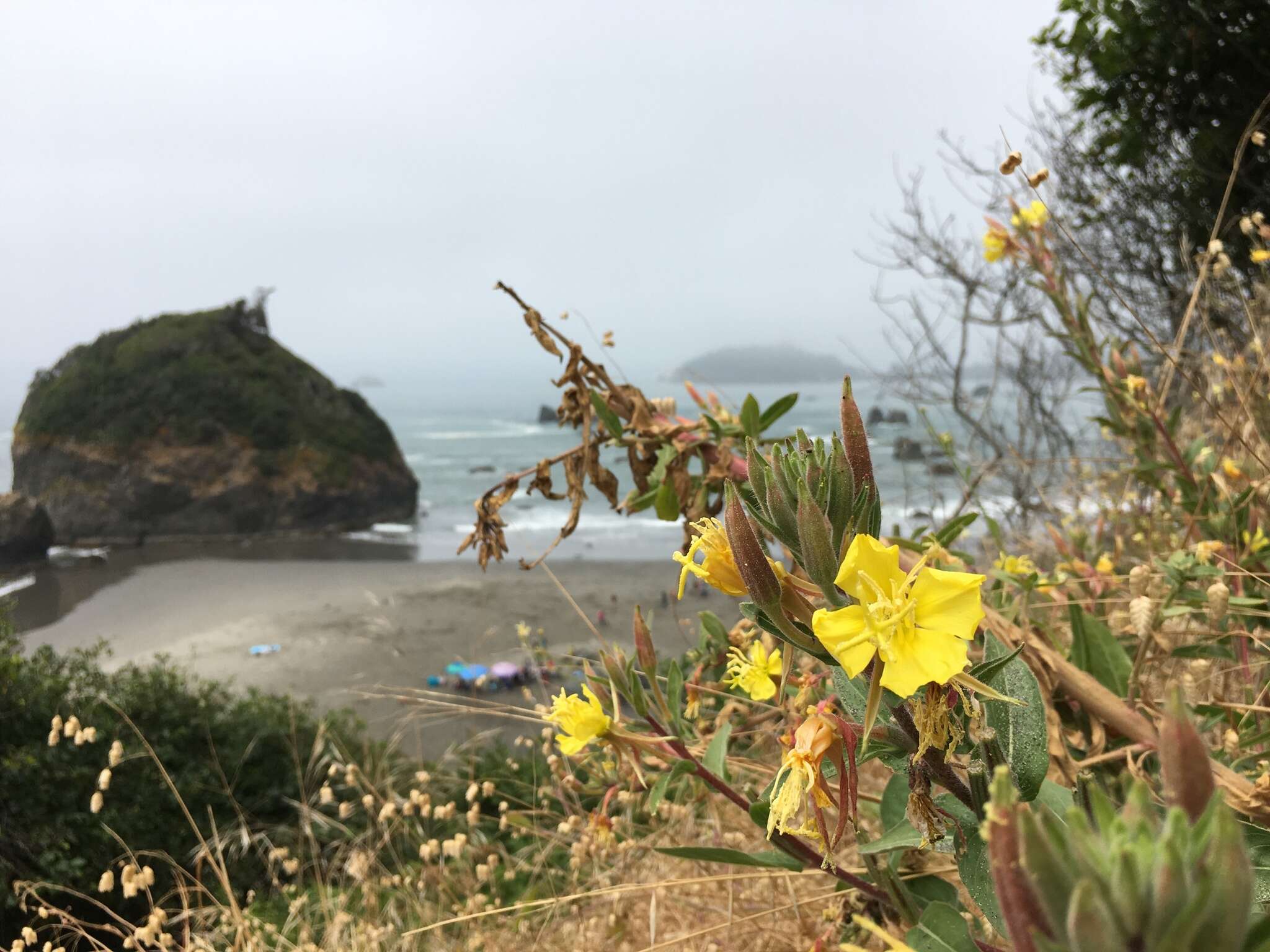 Image of Wolf's evening primrose