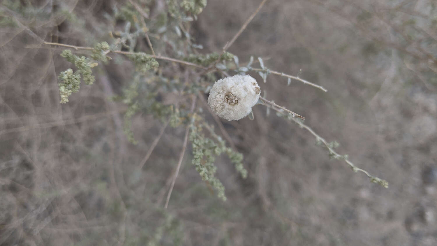 Image of Asphondylia floccosa Gagne 1986