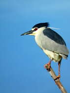 Image of Nycticorax nycticorax nycticorax (Linnaeus 1758)