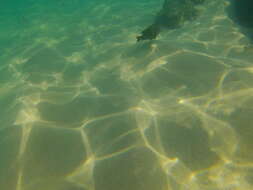 Image of Bumphead damselfish