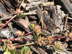 Image de Trifolium glomeratum L.