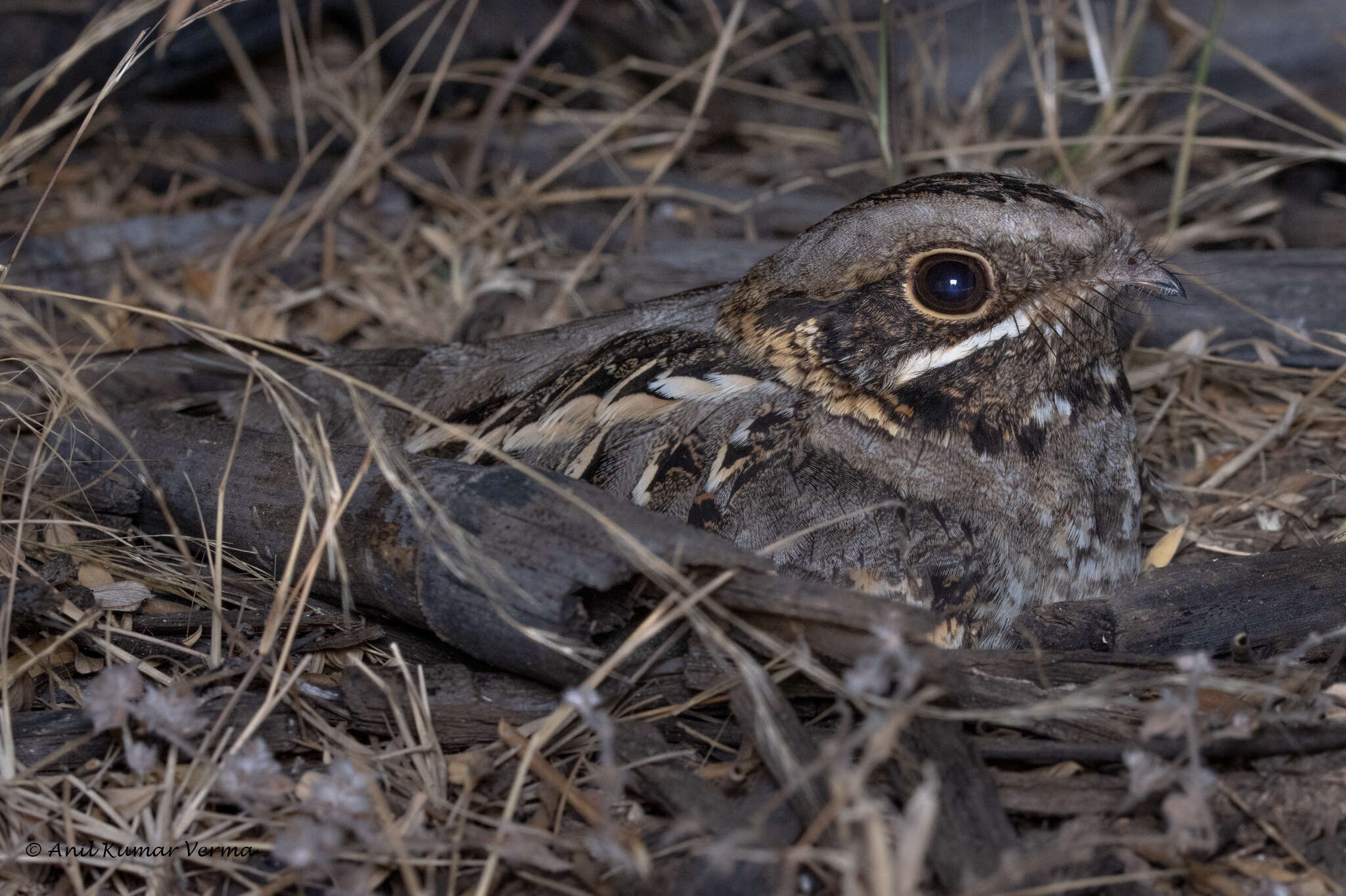 Image of Indian Nightjar