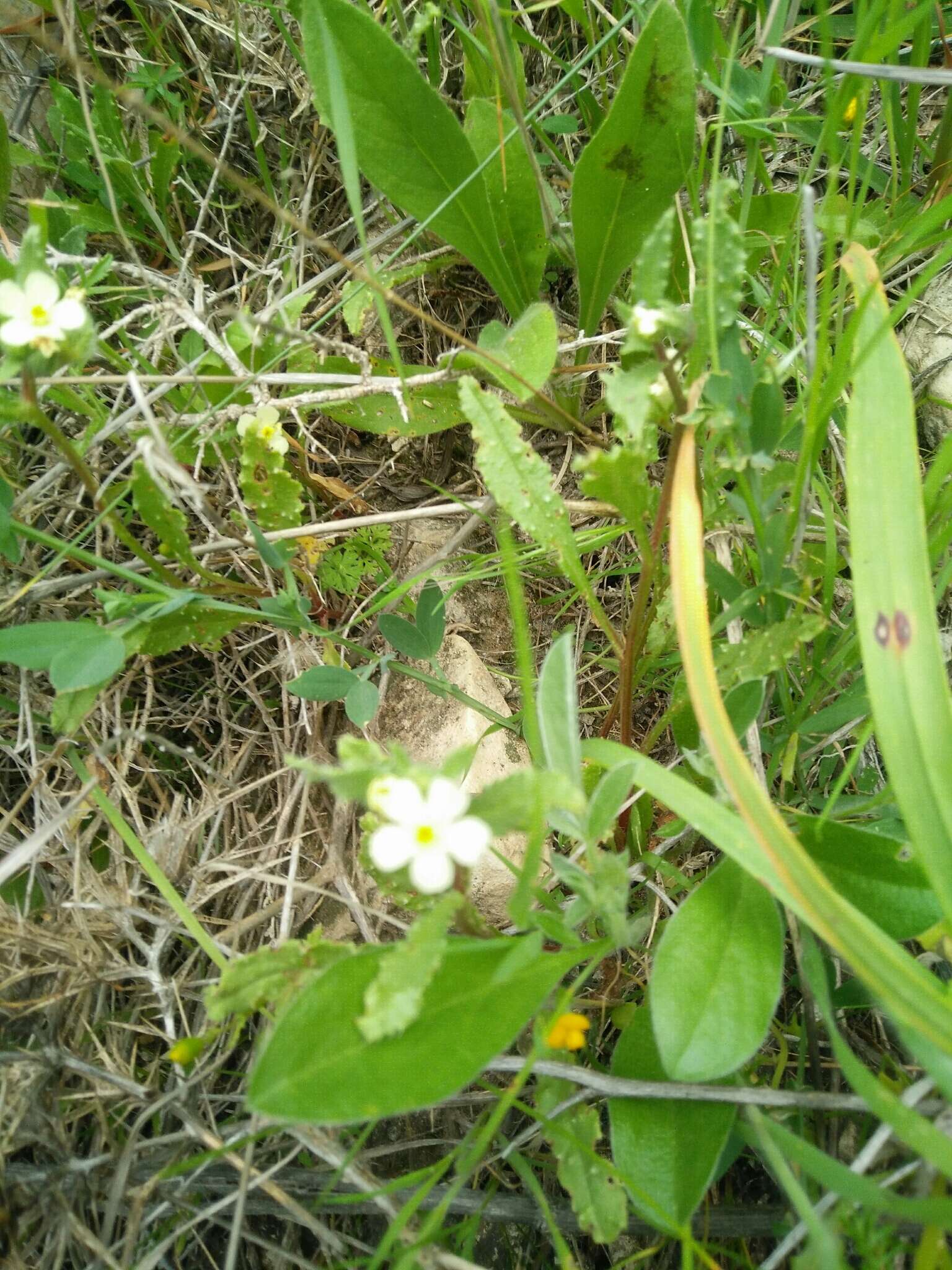 Plancia ëd Boraginaceae