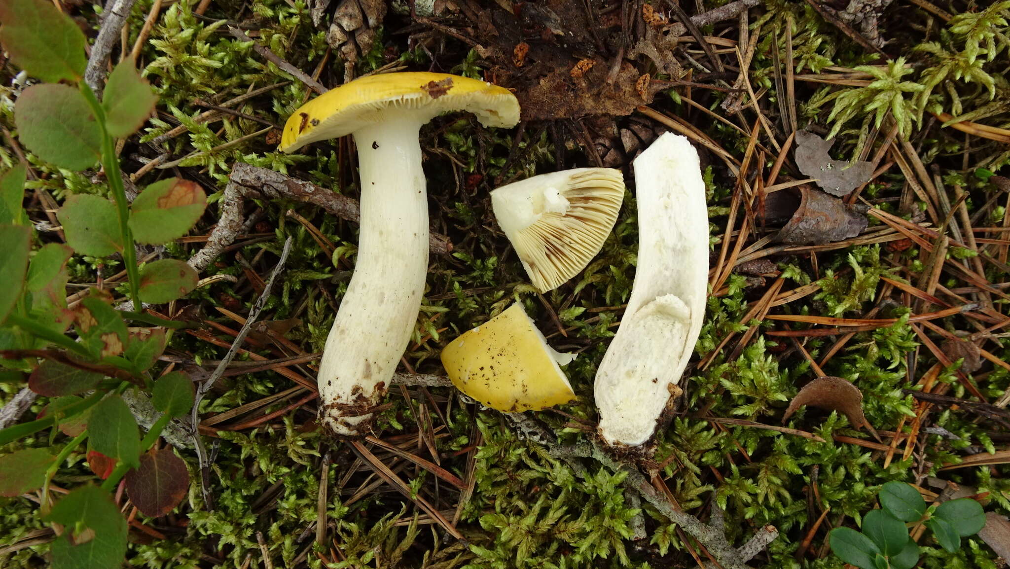 Image of yellow swamp brittlegill