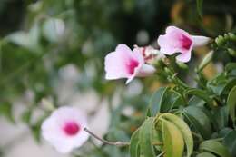 Image de Pandorea jasminoides (Lindl.) Schumann