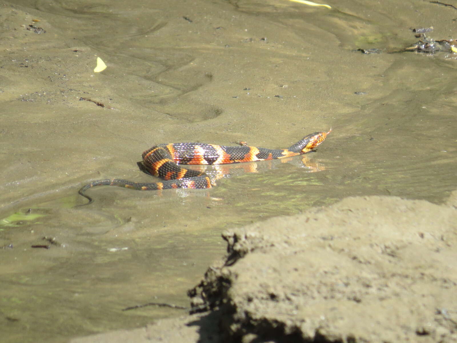 Image of Banded Water Snake