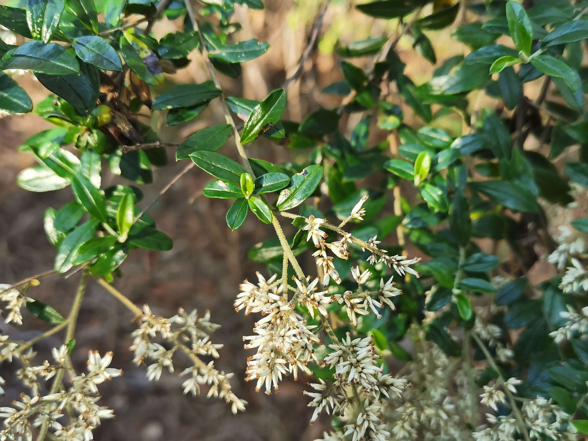 Image of Cassinia subtropica F. Müll.