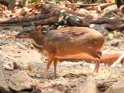 Image of Lesser Mouse-deer