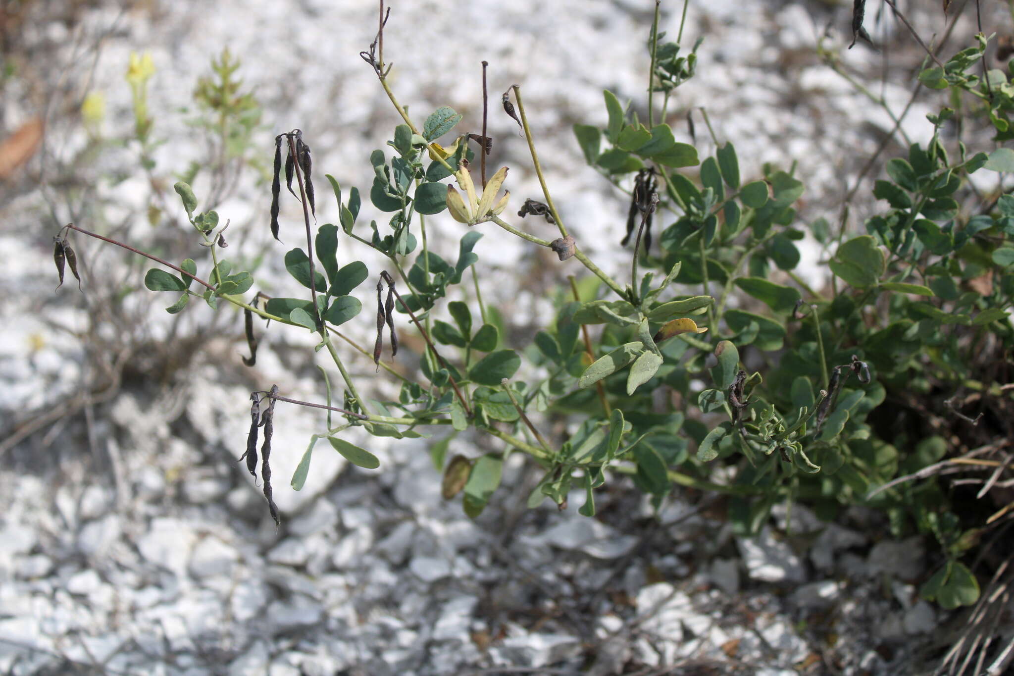 Plancia ëd Coronilla coronata L.