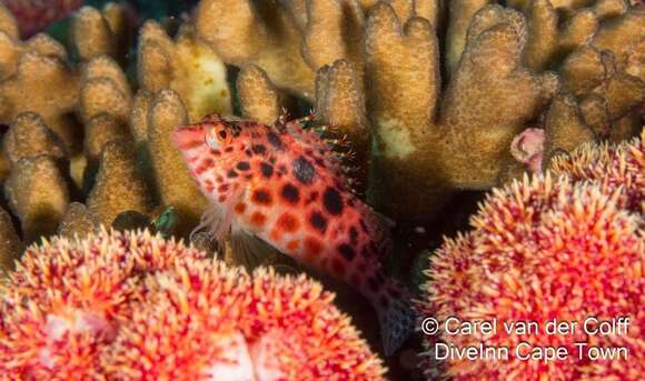 Image of Coral Hawkfish