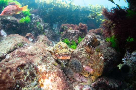 Image of Red scorpionfish