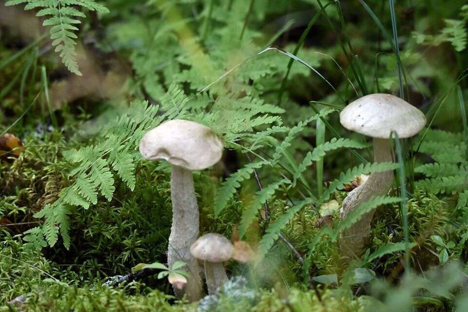 Image of Leccinum holopus (Rostk.) Watling 1960