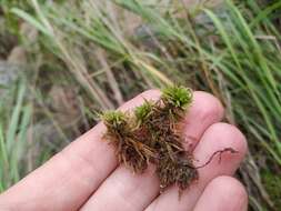 Image of Sphagnum tundrae Flatberg 1994