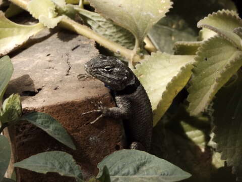 Image of Buller's Spiny Lizard