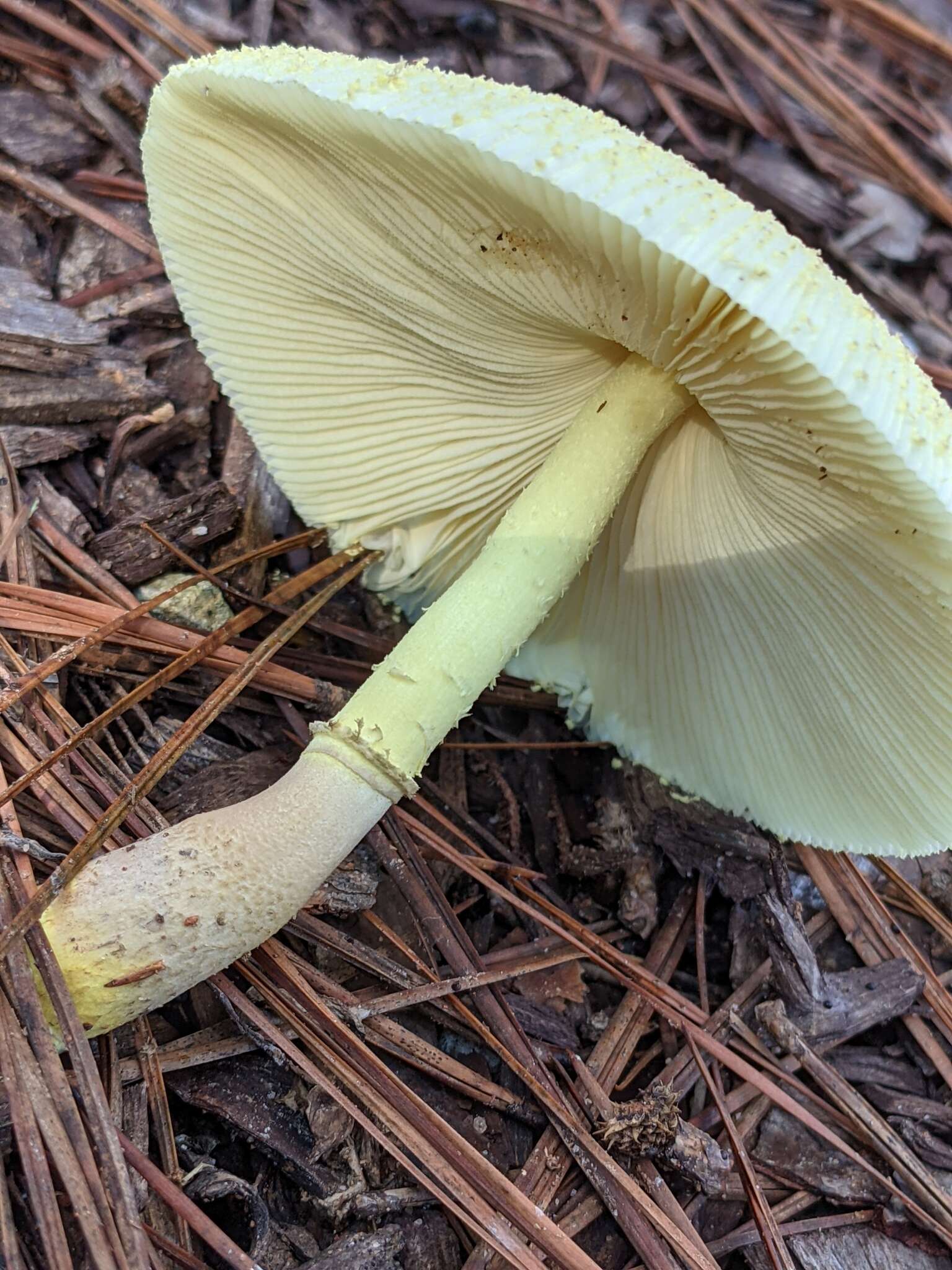 Image of Leucocoprinus tricolor H. V. Sm. 1981