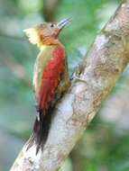 Image of Checker-throated Woodpecker