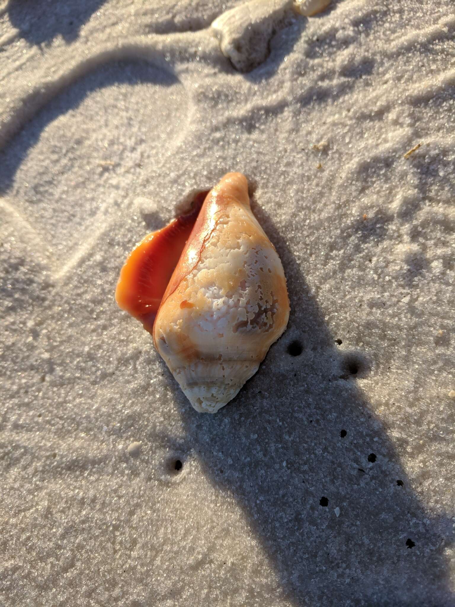 Image of Florida fighting conch