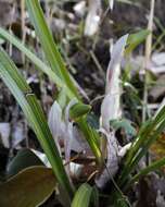 Image de Cymbidium goeringii (Rchb. fil.) Rchb. fil.