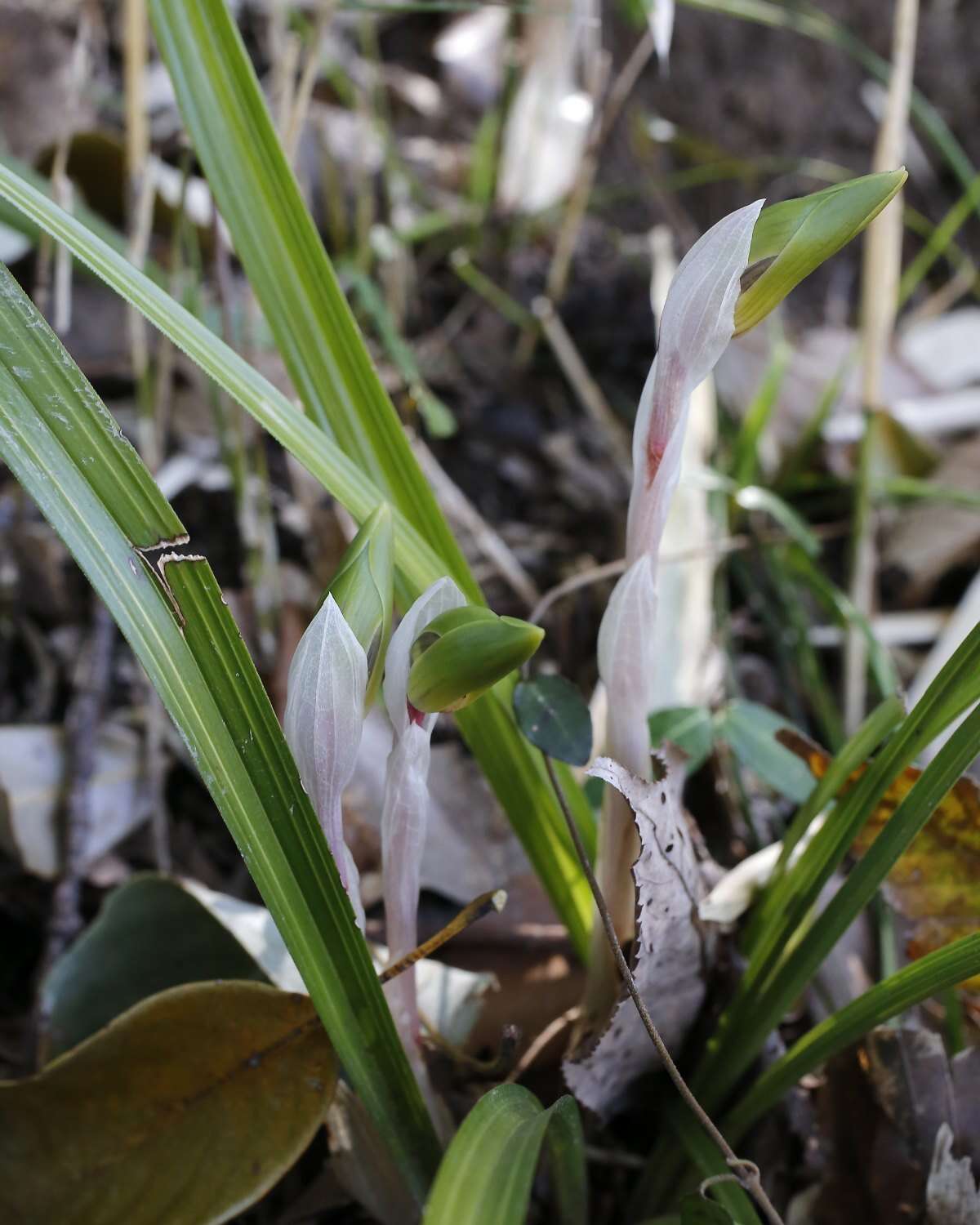 Sivun Cymbidium goeringii (Rchb. fil.) Rchb. fil. kuva