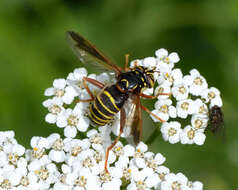 Image of Spilomyia diophthalma (Linnaeus 1758)