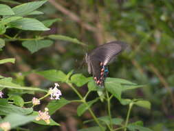 Image of <i>Papilio bianor thrasymedes</i>