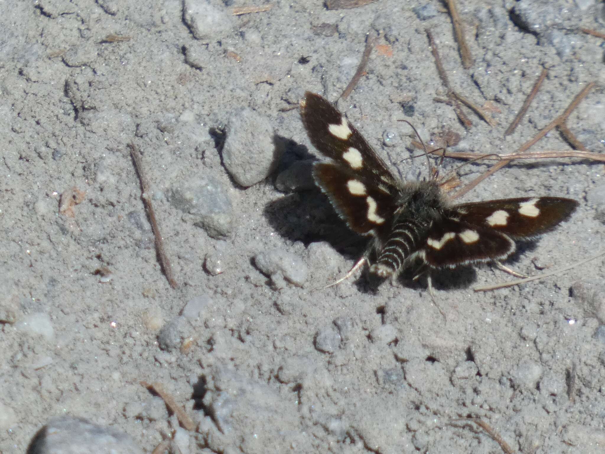 Imagem de Eurrhypis pollinalis