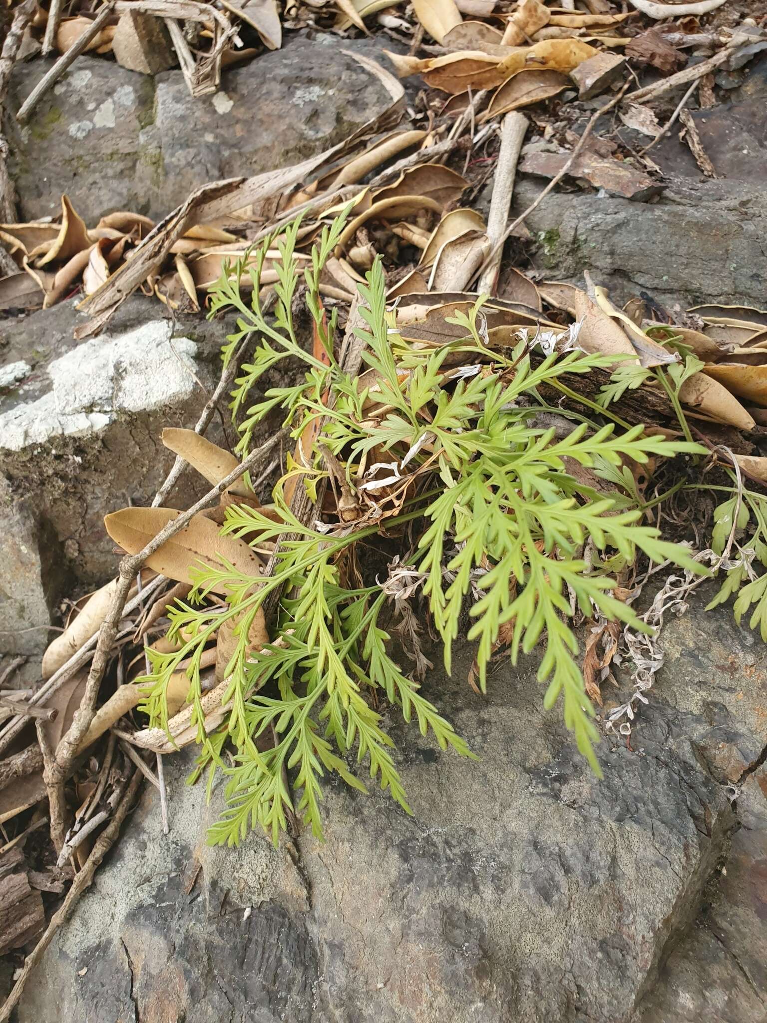 Image of Asplenium haurakiense (Brownsey) Ogle