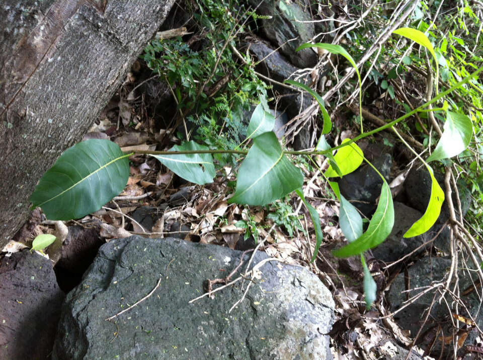 Image of Sapindus oahuensis Hillebr.