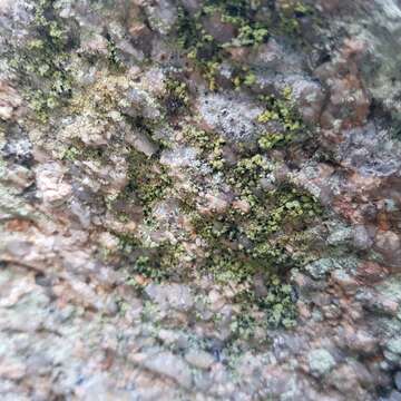 Image of Lichen