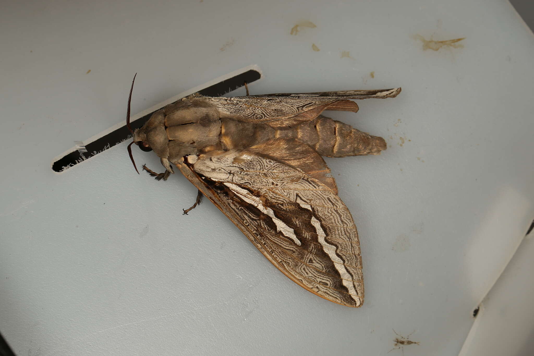 Image of Labyrinthine Ghost Moth
