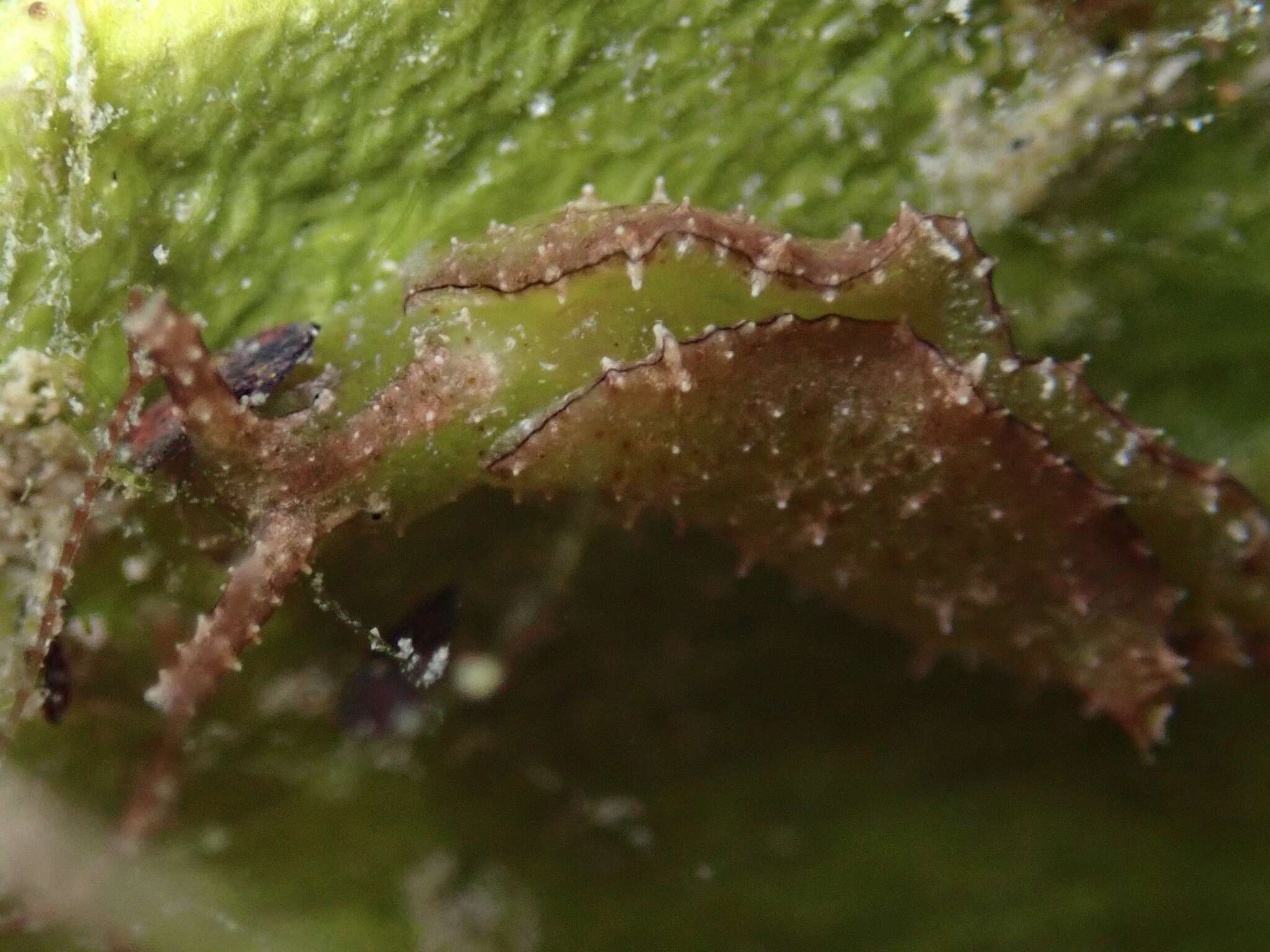 Слика од Elysia subornata A. E. Verrill 1901